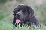 DOGUE DU TIBET 591